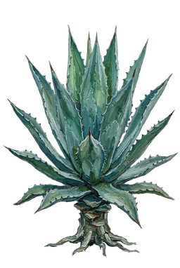 Agave
